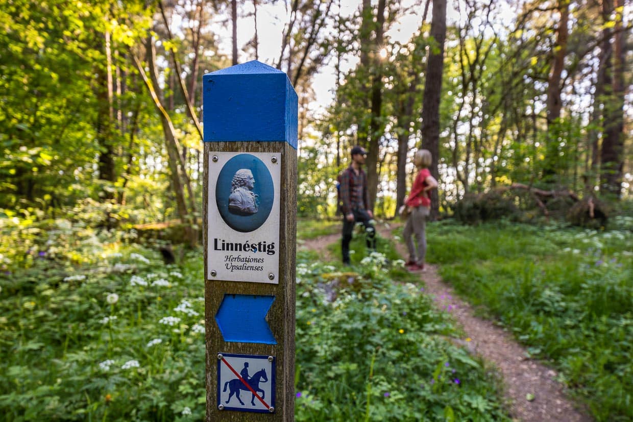 Der Wanderweg Linnéstig zwischen Uppsala und Gamla Uppsala ist benannt nach dem berühmtesten Bürger der Stadt Uppsala, dem Botaniker Carl von Linné / © Foto: Georg Berg