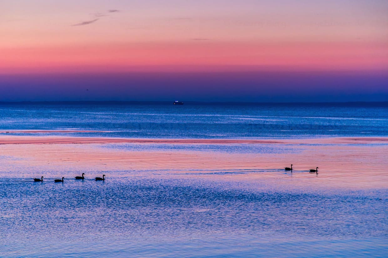 Puesta de sol en púrpura y rosa en el Öresund cerca de Landskrona, gansos salvajes nadando en el agua / © Foto: Georg Berg