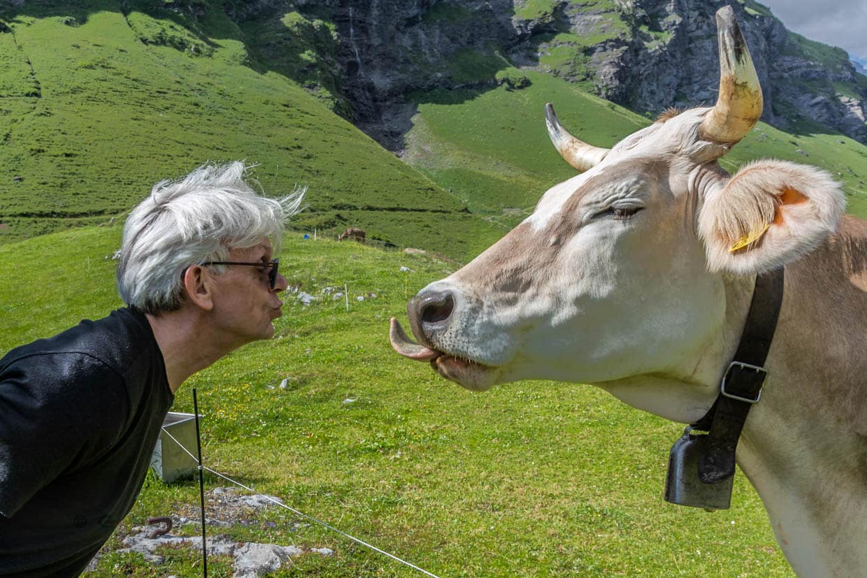 Mensch trifft Kuh - auf dem Weg zur 1.700 hoch gelegenen Hobielalm, Engelberg / © Foto: Georg Berg