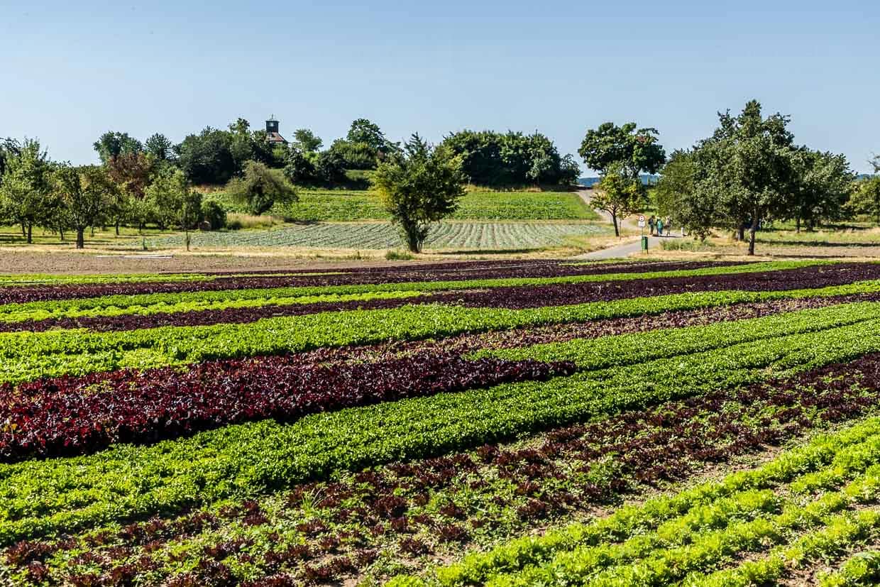 Feld mit Salatreihen in rot und grün auf der Insel Reichenau. Sie ist die größte Insel im Bodensee und ist etwa 4,5 km lang und 1,5 km breit. 2024 gab es 39 Erzeugerbetriebe, die 70 verschiedene Gemüsesorten anbauten, darunter 2,1 Millionen Salate / © Foto: Georg Berg