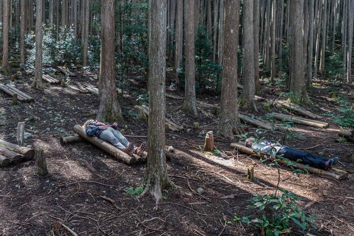 Waldbaden auf dem Kumano Kodo bei Mizunomi-oji. Liegen aus Holzstämmen oberhalb des Pilgerwegs laden zum Waldbaden ein / © Foto: Georg Berg