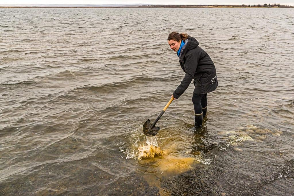 Brottopf mit Hverabrauð, dem süßen isländischen Roggenbrot. Es wird nach 24 Stunden aus der Erde geholt und im Laugarvatn See abgewaschen. Eine Folie schützt das Brot vor Wasser / © Foto: Georg Berg