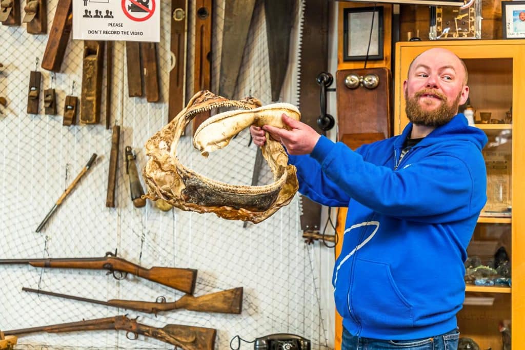 Guðjón Hildibrandsson ist Manager im Familienbetrieb Bjarnahöfn Shark Museum. An einem Haifischmaul demonstriert er das Fressverhalten der Haie / © Foto: Georg Berg