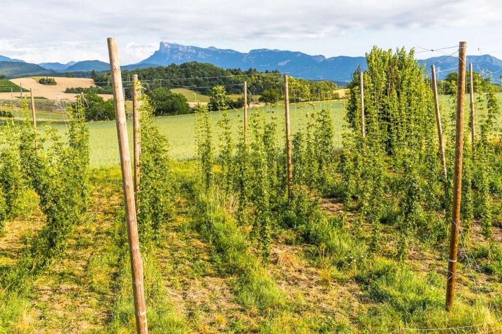 Hopfen aus eigenem Anbau. Im Hintergrund sieht man die namensgebende Bergkette Trois Becs / © Foto: Georg Berg