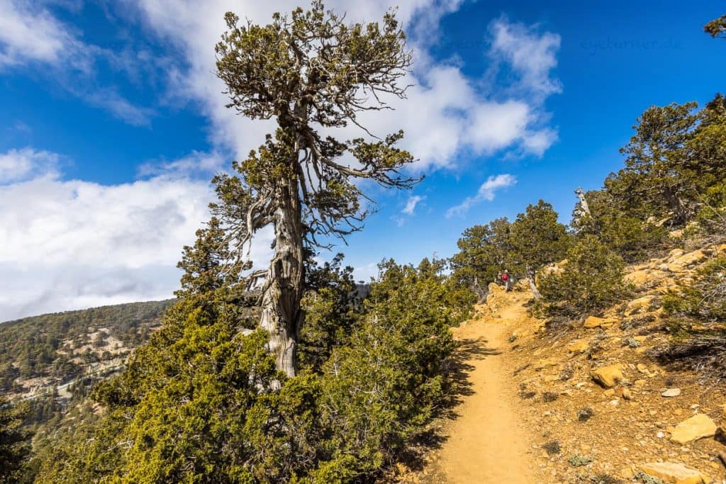 Artemis-Trail. Einer der höchstgelegenen Rundwege im Troodos Gebirge um den 1952 Meter hohen Chionistra (Olympus) mit Kiefern und Wacholder-Bäumen / © Foto: Georg Berg