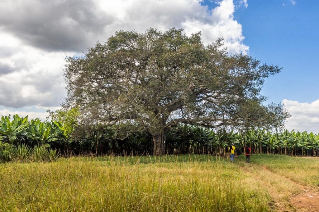 Riesiger Feigenbaum und zugleich Logo der Kumbali Country Lodge in Lilongwe, Malawi / © Foto: Georg Berg