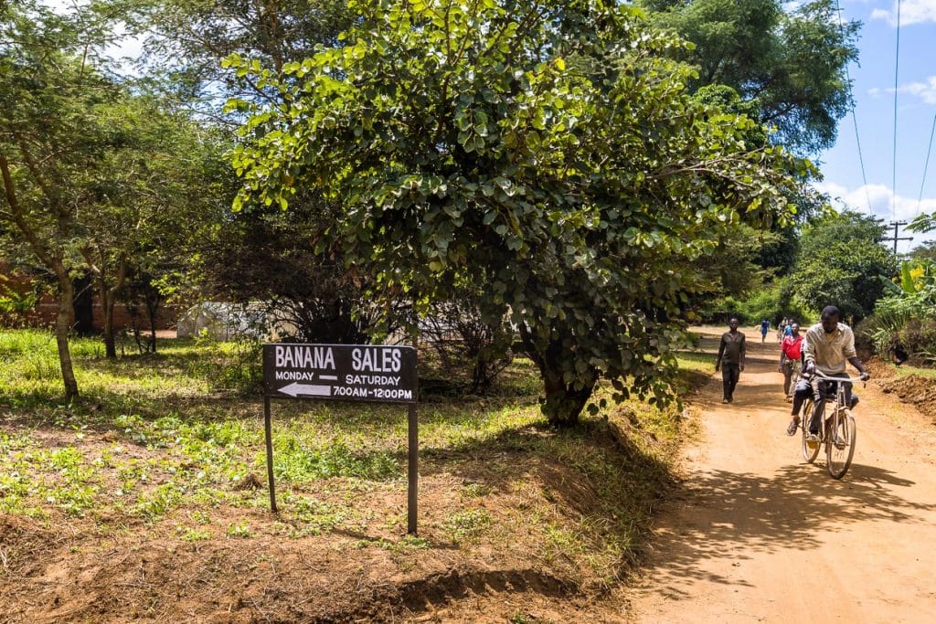 Durch die Produktion von Bananen vor Ort fördert Nature's Gift Bananas die lokale Landwirtschaft und Wirtschaft, indem sie hauptsächlich an lokale Händler und Großhändler verkauft und Schulungen für Kleinbauern anbietet / © Foto: Georg Berg