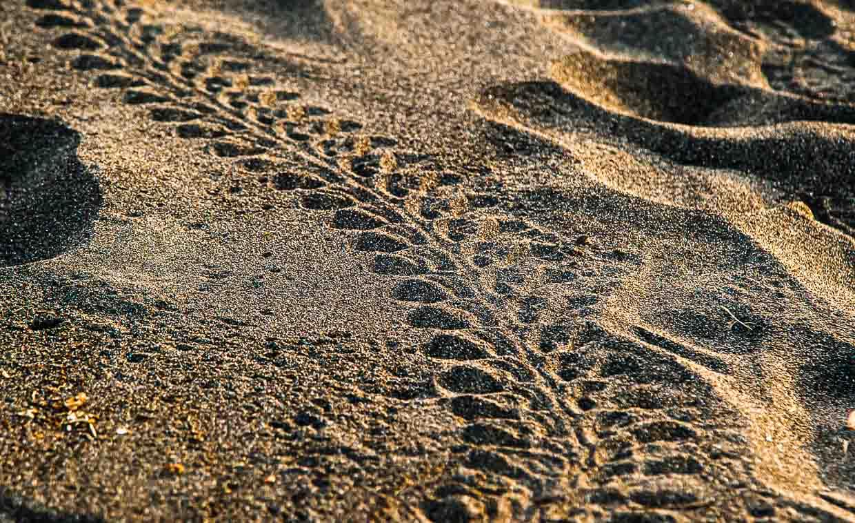 Spuren am Strand. Schon menschliche Fußabdrücke können ein schwer überwindliches Hindernis sein. Deutlich zu erkennen sind die Flossenabdrücke und der Kiel unter dem Panzer. Er sorgt im Wasser für eine gute Hydrodynamik / © Foto: Georg Berg