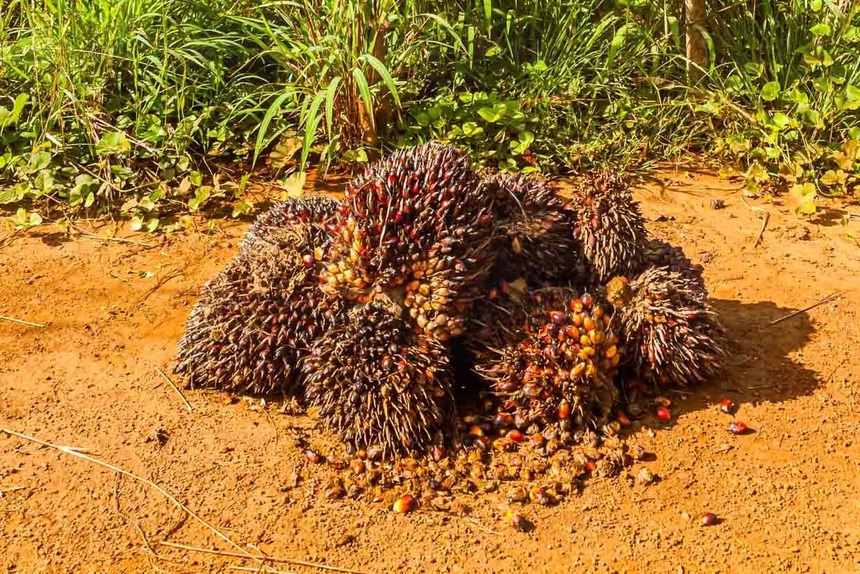 In Sierra Leone können Palmöl-Früchte das ganze Jahr über geerntet werden / © Foto: Georg Berg