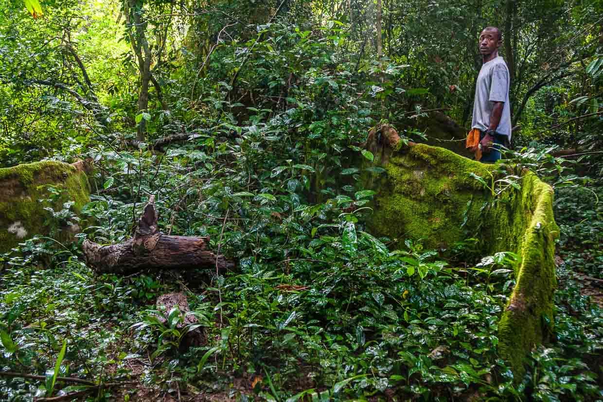 Mit einem Guide im Naturreservat bei Gola / © Foto: Georg Berg