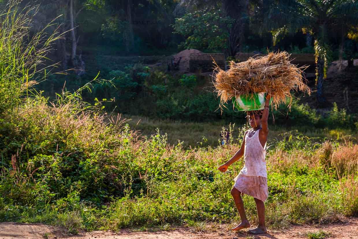 Kinder arbeiten in Sierra Leone mit. Über weite Strecken holen sie zum Beispiel Reis vom Feld / © Foto: Georg Berg