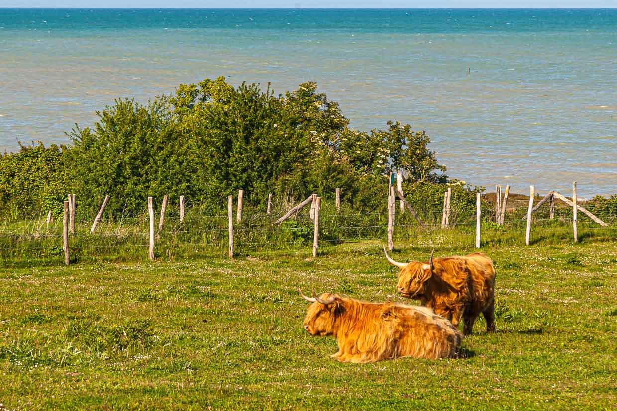 Grasen, dösen, wiederkäuen – Die Longhorns auf der Weide genießen die Meeresbrise jeden Tag / © Foto: Georg Berg