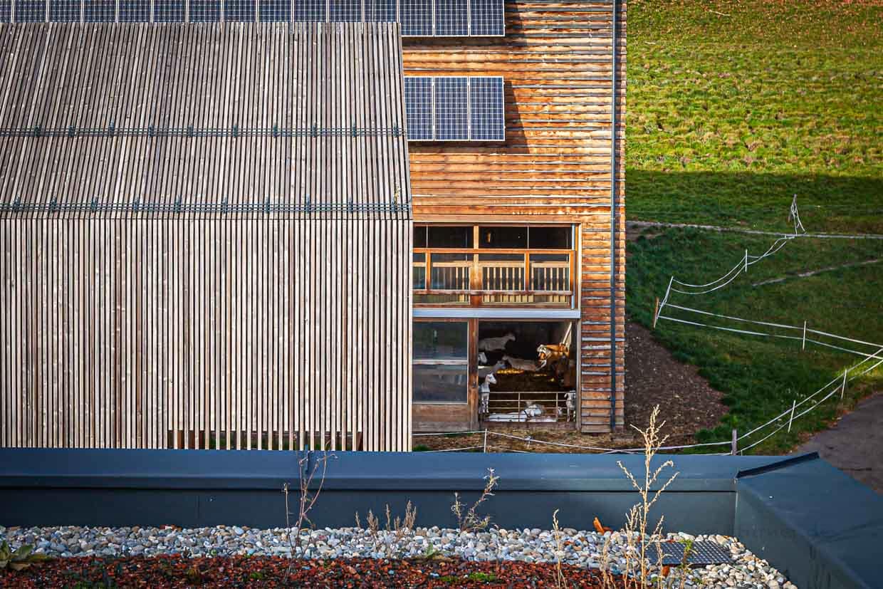 Moderner Betrieb mit Ziegenstall und Hightech-Kühl und Wärmetechnik. Metzler Naturhautnah aus Egg, Österreich / © Foto: Georg Berg