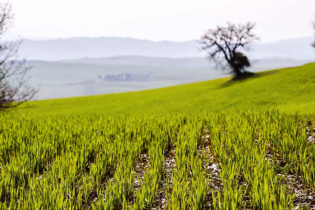 Das Grün der jungen Hartweizenpflanzen dominiert im April die Landschaft im Val d’Orcia / © Foto: Georg Berg