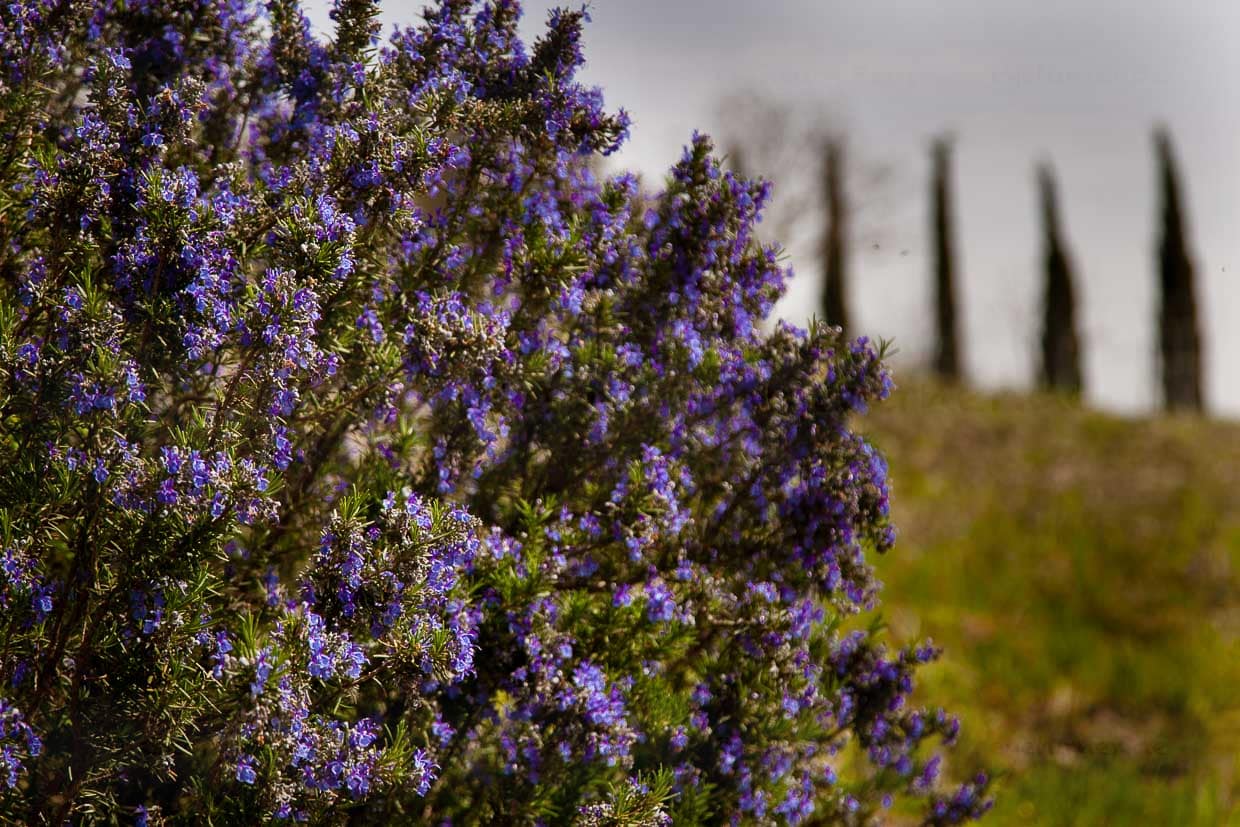 Etwas einfacher zu sichten als wilder Spargel, aber am heutigen Tag nicht gefragt: blühende Rosmarinbüsche säumen den Weg / © Foto: Georg Berg
