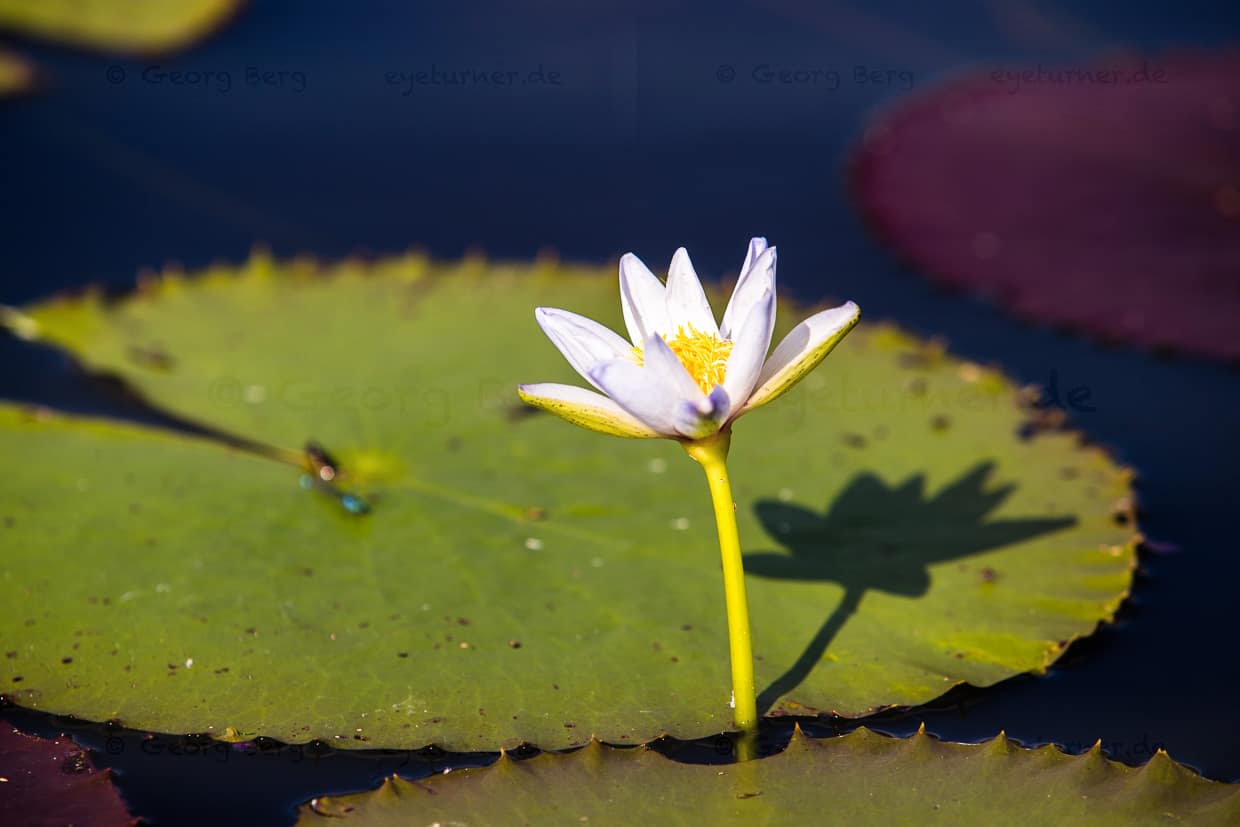 Diese Wasserlilien wachsen oft in Gewässern mit vielen Krokodilen / © Foto: Georg Berg