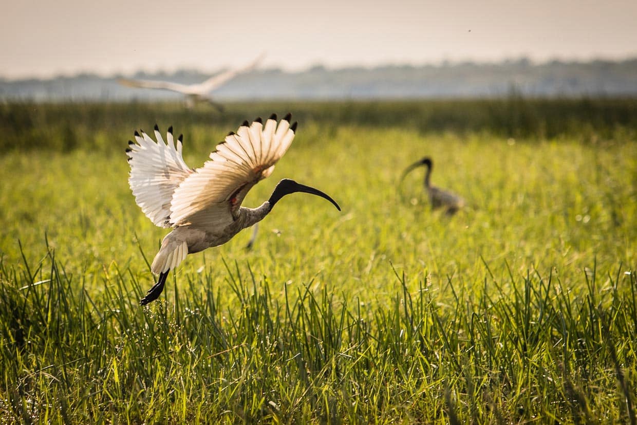 Der Ibis ist an seinem langen, schlanken gebogenen Schnabel leicht zu erkennen. Die breiten kräftigen Flügel ermöglichen einen schnellen Flug / © Foto: Georg Berg