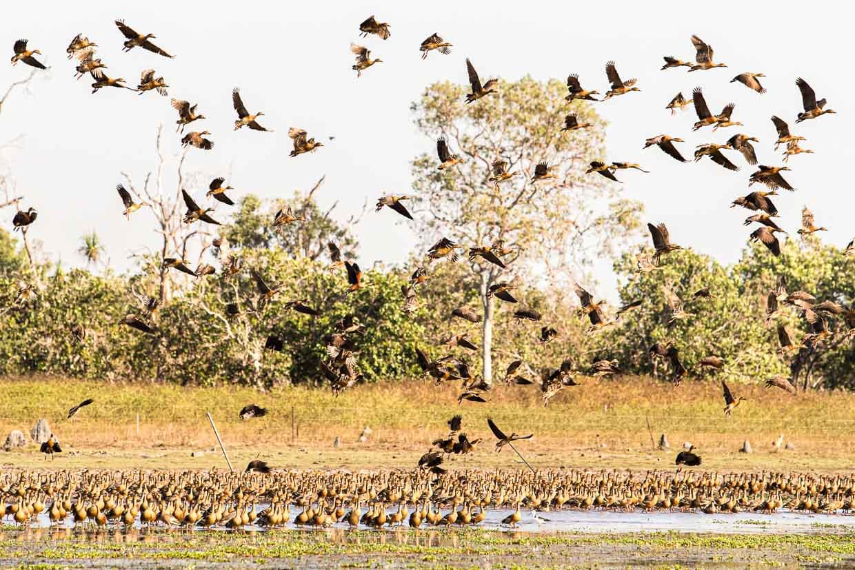 Ein Schwarm gefiederter Pfeifenenten erhebt sich in die Lüfte / © Foto: Georg Berg
