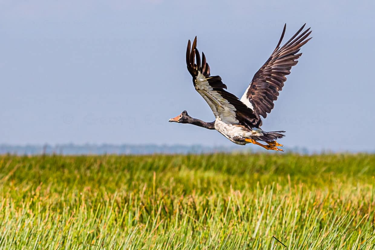 Aufgeregt hebt eine Spaltfußgans ab / © Foto: Georg Berg