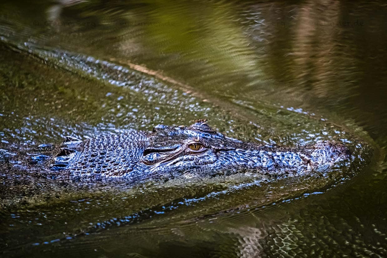 Langsam schwimmt ein Krokodil durch den Billabong und kommt dem Boot gefährlich nahe / © Foto: Georg Berg