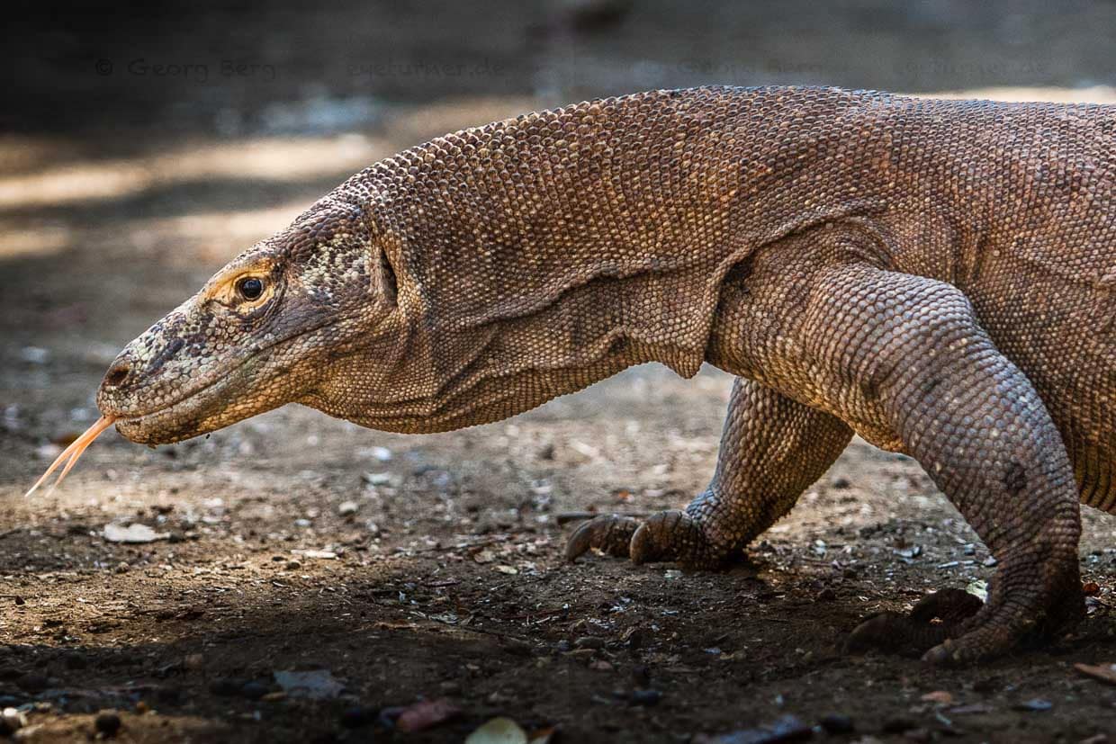Komodowaran auf der Jagd / © Foto: Georg Berg