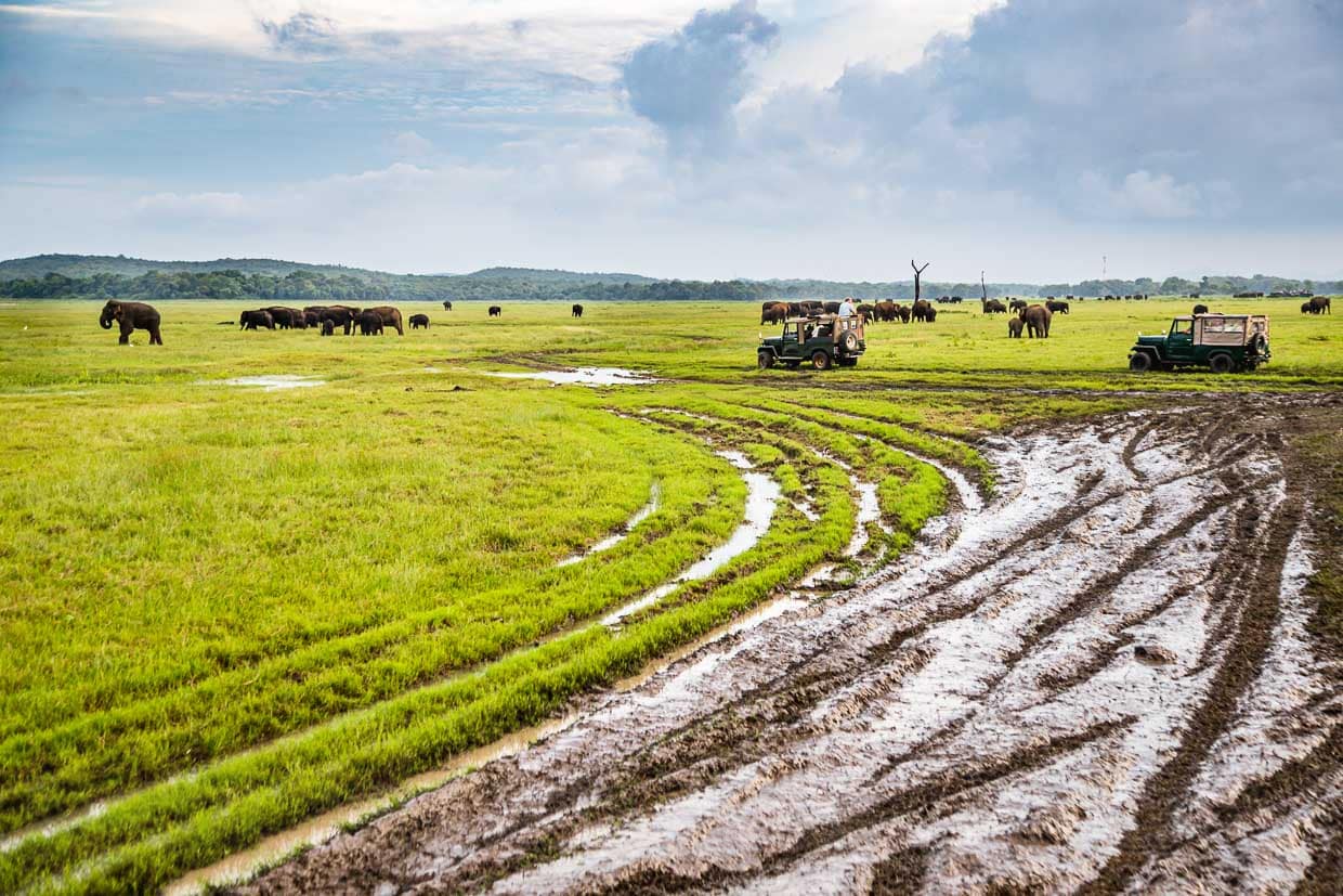 Ob genau so viele Jeeps wie Elefanten im Minneriya Nationalpark unterwegs sind, lässt sich schwer sagen. In der weiten Ebene haben wir jedenfalls mehr als 100 Elefanten gesehen / © Foto: Georg Berg