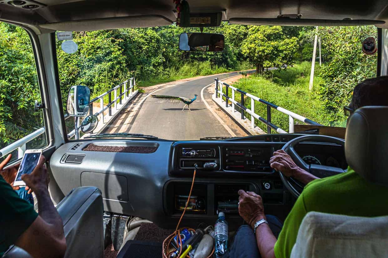 Schmale Straßen oder auch mal ein Pfau, der langsam über den Asphalt schreitet, sorgen für Entschleunigung / © Foto: Georg Berg