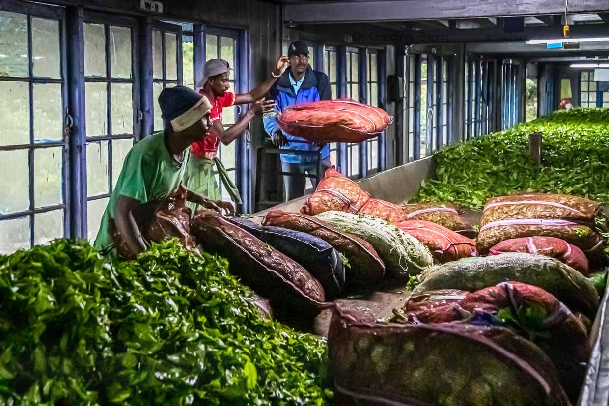 Die frischen Teeblätter müssen in der Teefabrik zunächst 24 Stunden lang an der Luft welken / © Foto: Georg Berg