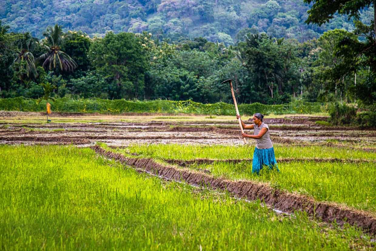 Bäuerin bei der Vorbereitung eines Reisfeldes / © Foto: Georg Berg