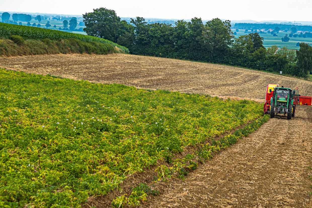 Durch die Tallage und angrenzendem Wald sind die Kartoffelfelder von Paul Strixner gut vor späten Frösten geschützt. So ist es möglich, die Mutterkartoffeln im Februar zu legen und mit der Ernte der Frühkartoffeln ab Juni zu beginnen / © Foto: Georg Berg