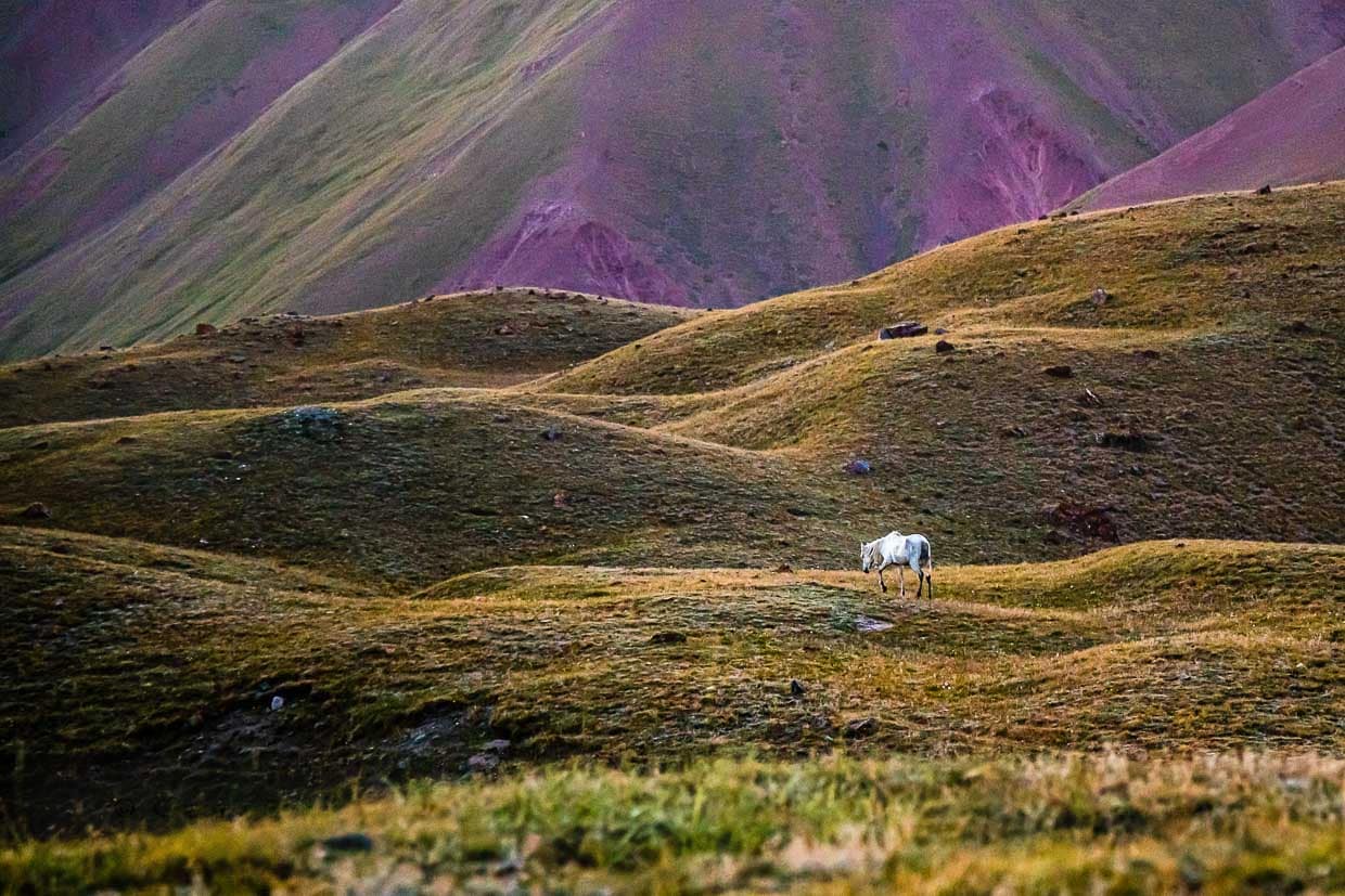 Die Szene scheint unschuldig. Der Schimmel ruht sich aber nur aus, bevor ihn sein Besitzer erreicht - um dann erneut die Flucht anzutreten / © Foto: Georg Berg