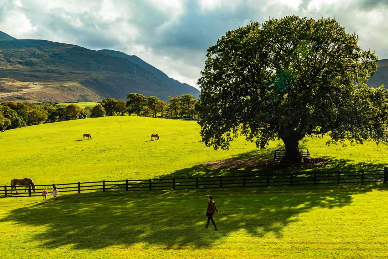 Der Blick nach Süden ist immer wieder grandios. Hier aus der Upper Lounge ist die alte Eiche zu sehen, die auch im Logo von The Dunloe Hotel & Gardens abgebildet ist / © Foto: Georg Berg