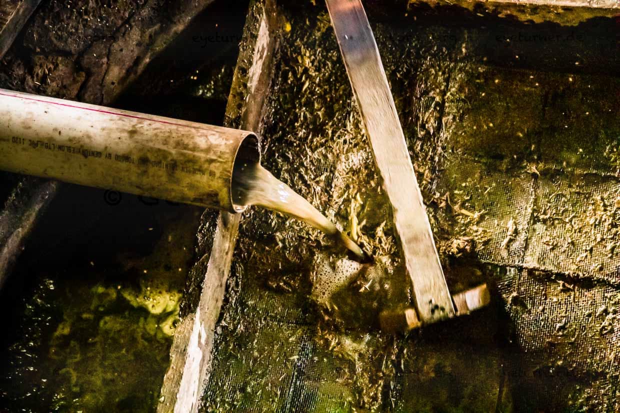 Der Zuckersaft kommt im Hauptgebäude der Manufaktur an. Dort werden die festen Pressreste heraus gesiebt / © Foto: Georg Berg