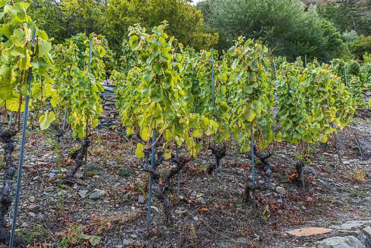Die wurzelechten Rebstöcke des Heida haben im vorletzen Jahrhundert sogar der Reblausplage widerstanden / © Foto: Georg Berg