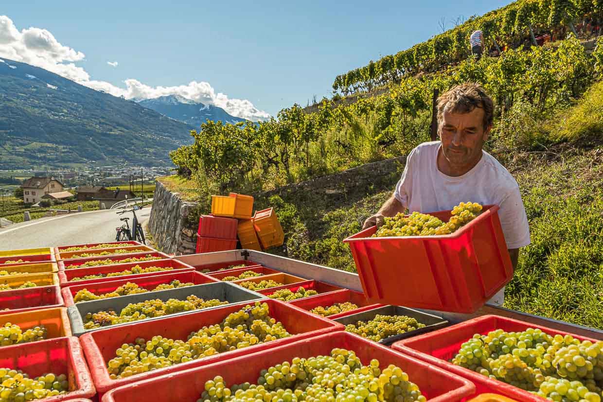 Weinlese im Wallis. Das Mikroklima mit über 300 Sonnentagen im Jahr sowie reichhaltige und abwechslungsreiche Böden aufgrund der Alpenfaltung bescheren den Winzern aromatische Weine / © Foto: Georg Berg