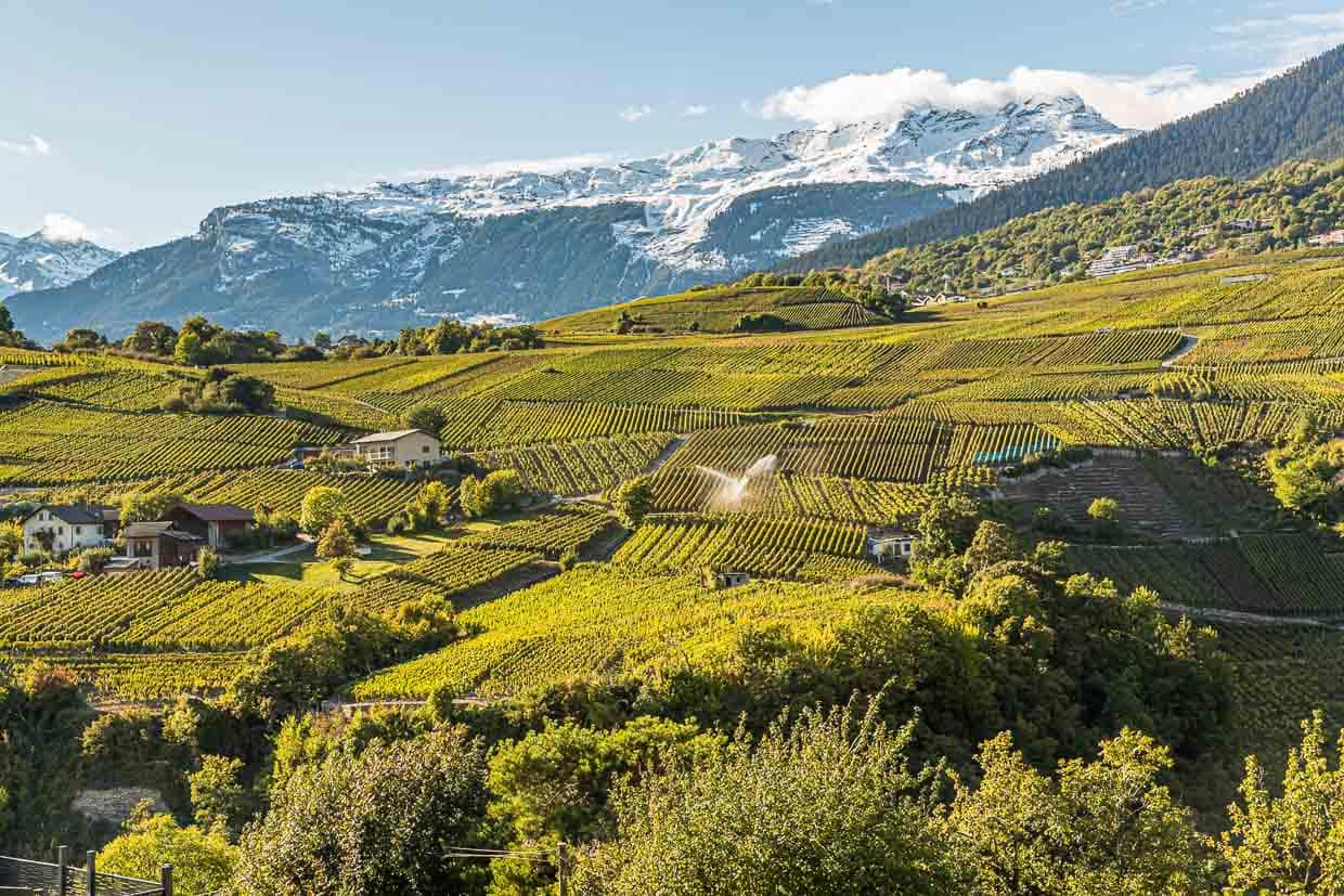 Kunstvolle Rebterrassen und eine enorme Rebenvielfalt von rund 50 verschiedenen Rebsorten / © Foto: Georg Berg