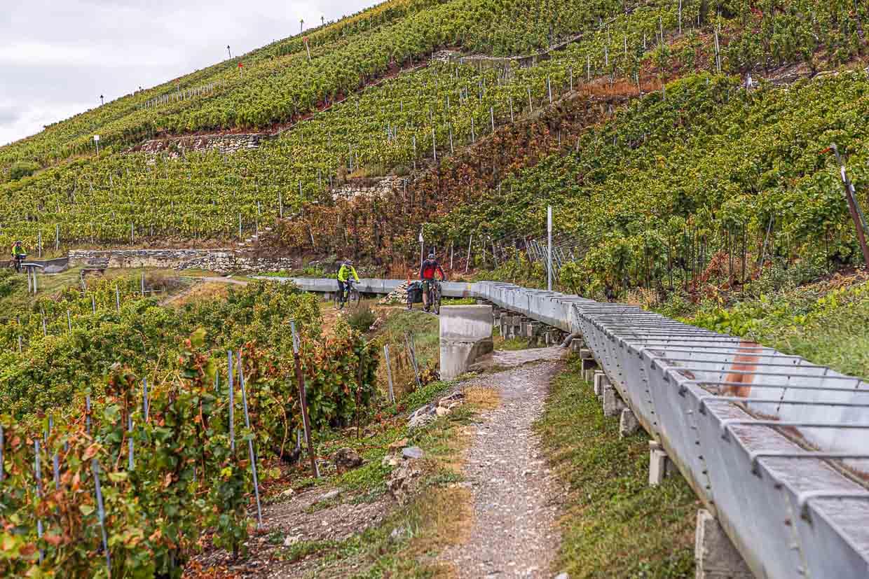 Ein Rebwanderweg mit Gegenverkehr. Der Ehrenkodex, der auch beinhaltet, nur auf ausgewiesenen Velo-Wegen zu fahren, wird nicht immer befolgt / © Foto: Georg Berg