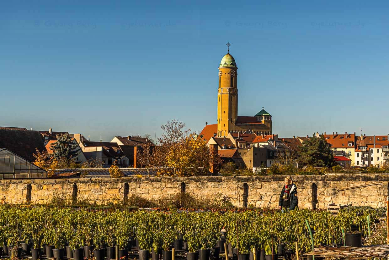Historische Anbauflächen inmitten der Stadt. Im Hintergrund St. Otto, die 1911 - 1914 von Orlando Kurz erbaute Pfarrkirche des Gärtnerviertels / © Foto: Georg Berg