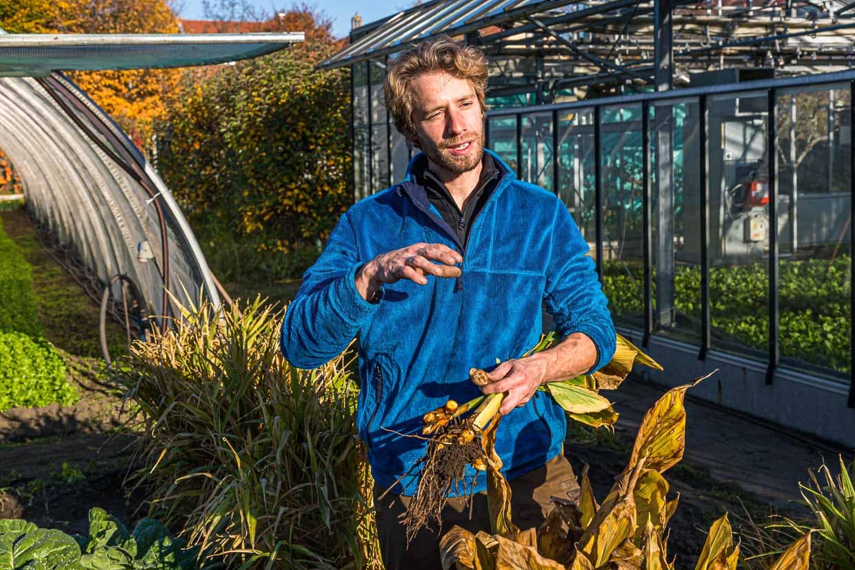 Sebastian Niedermaier ist Gärtner in 13. Generation. Neben dem Anbau von Bio-Gemüse hat er gemeinsam mit seinem Vater den Erhalt der alten Bamberger Sorten zur Aufgabe gemacht. Hier hält er frisch geerntete Kurkumawurzel in der Hand / © Foto: Georg Berg