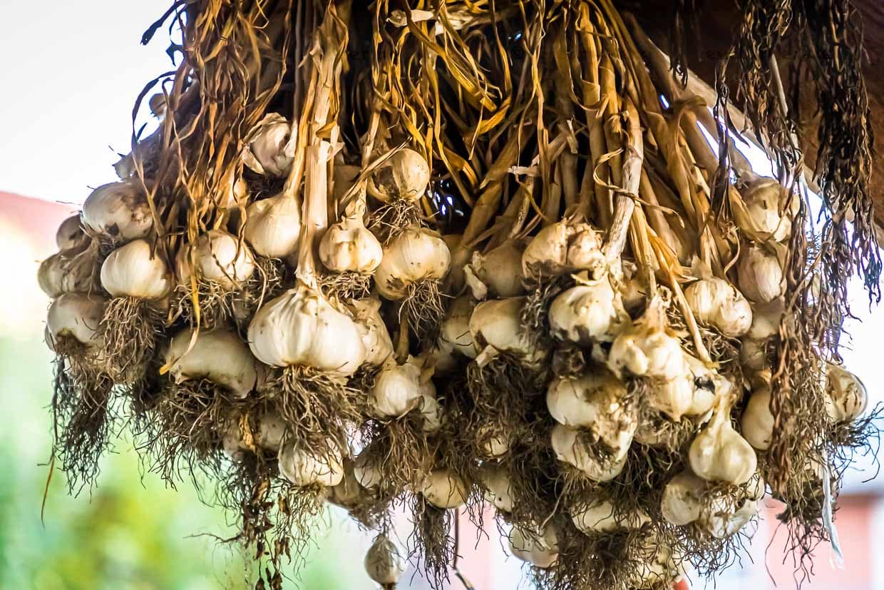 Bamberger Knoblauch auf dem Hof von Sebastian Niedermaier. Wie damals wird der Knoblauch in Büscheln verkauft / © Foto: Georg Berg