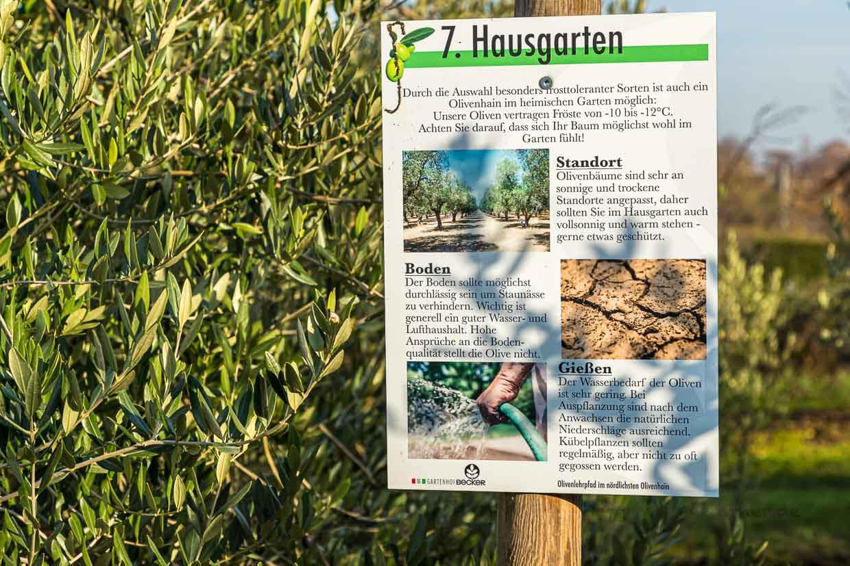 Wegweiser für gesunde Olivenbäume. Sie brauchen vollsonnige Standorte, sind aber ansonsten eher anspruchslos. Feldversuch mit langem Atem / © Foto: Georg Berg