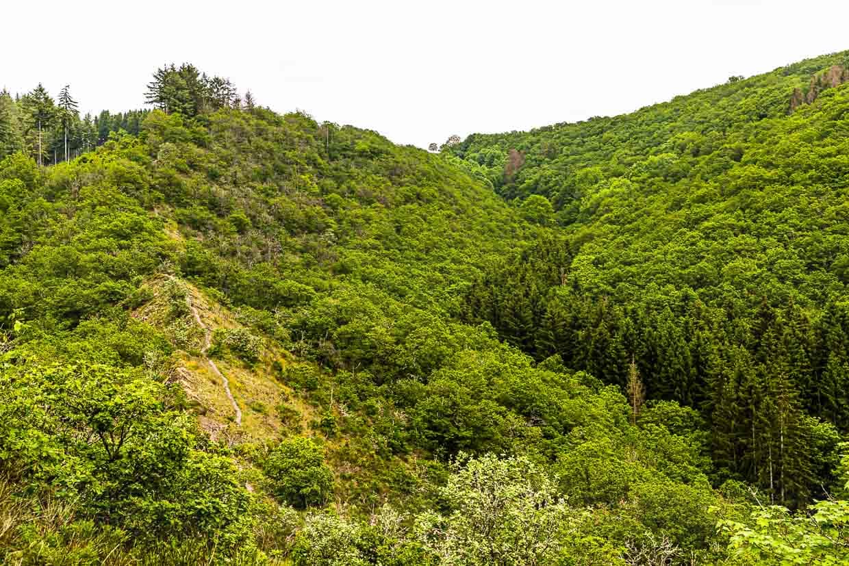 Der Molberlee Grat. Hier führt ein schmaler Pfad rund 500 Meter lang über bröseliges Schiefergestein. Es geht, auch wenn das Bild es nicht so zeigt, recht steil zu beiden Seiten hinab / © Foto: Georg Berg