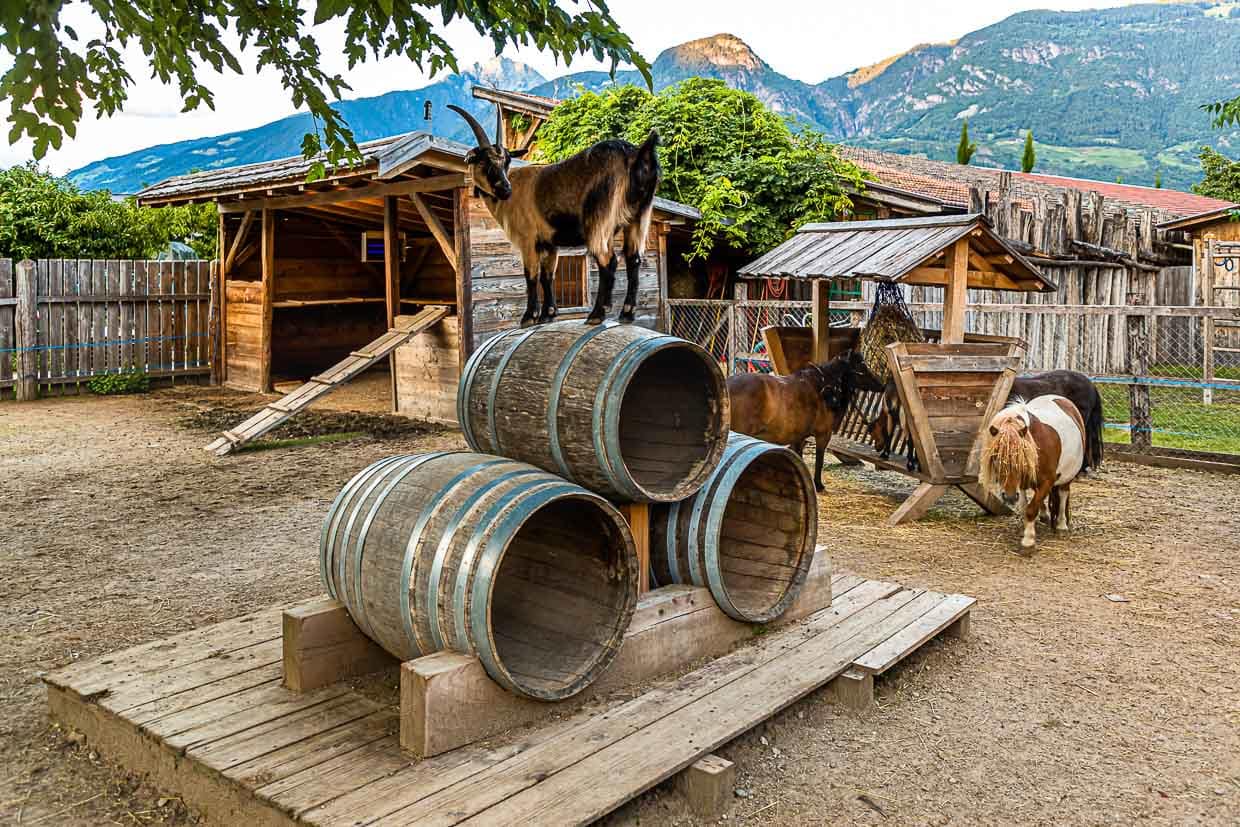 Buschenschank und Hausbrauerei Pfefferlechner. Während die Eltern zechen, können die Kinder auf dem ganzen Gelände viele Tiere beobachten / © Foto: Georg Berg