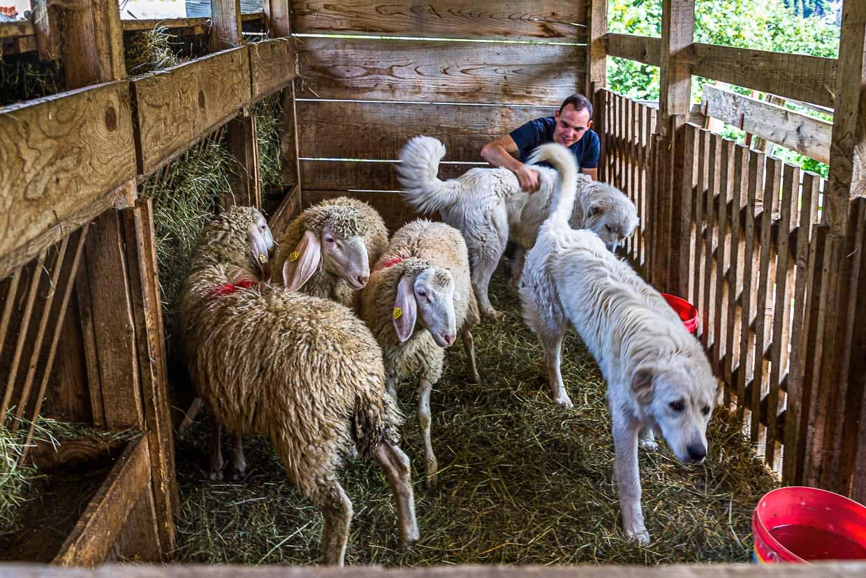 Herdenschutzhunde der Rasse Cane da Pastore Maremmano Abruzzese. Im Gegensatz zu dem Schafen, können die Hunde die Box jederzeit verlassen. Besonders wachsam werden sie in der Dämmerung und Nacht - die beliebteste Jagdzeit von Raubtieren / © Foto: Georg Berg