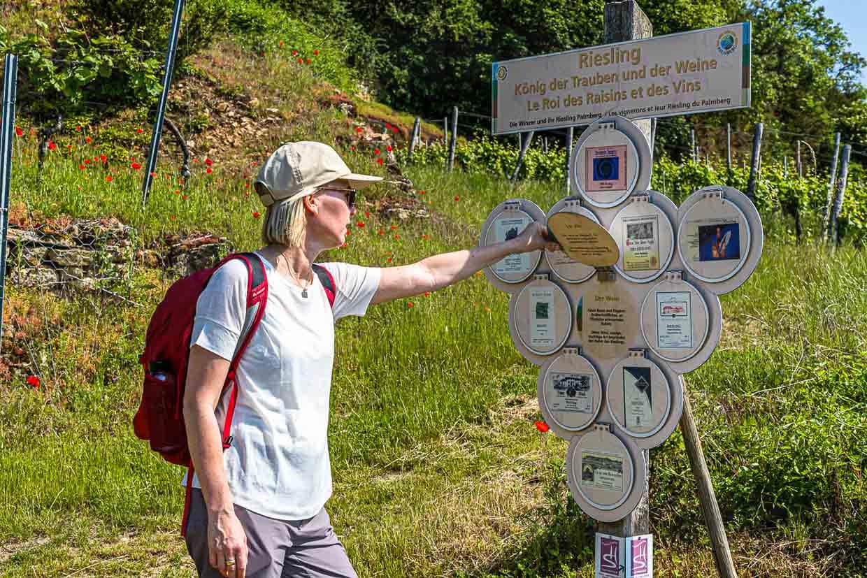 Einer von drei zertifizierten Premiumwegen namens Traumschleife in der Moselregion. Vom Moseldorf Ahn führt der Wanderweg durch das Weinanbaugebiet und überrascht mit altem Buchsbaum und wilden Orchideen