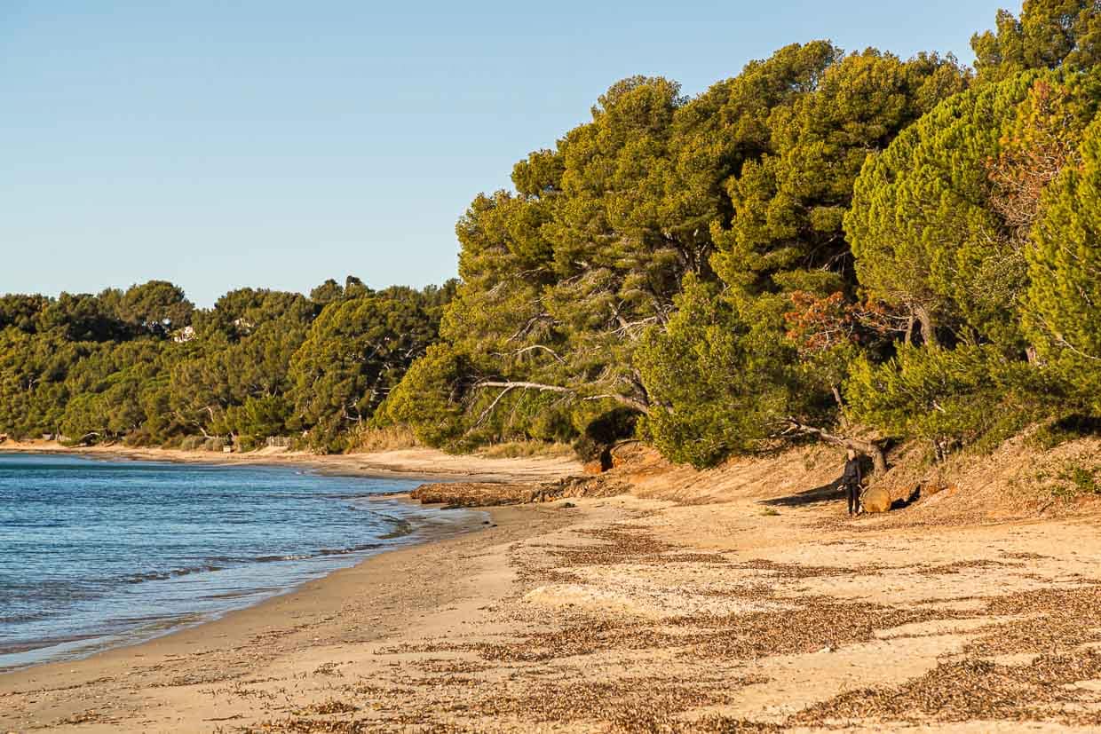 Uralte Pinien neigen sich über den Sandstrand von Pellegrin. Die Bucht gehört zum Chateau Léoube. Ab April öffnet das Café Léoube im Schatten der Pinienbäume und mit Blick aus das Meer / © Foto: Georg Berg