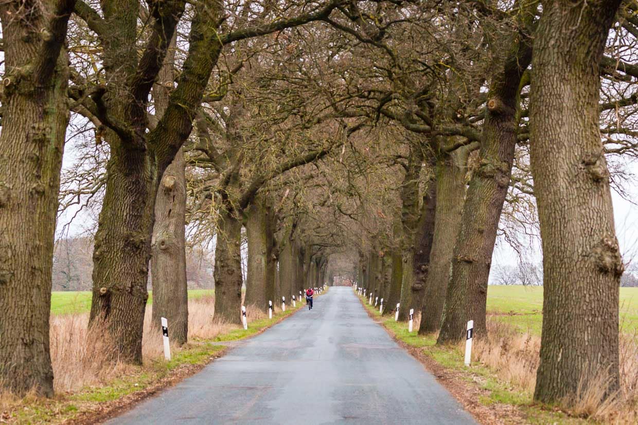 Oak avenue in Mecklenburg-Western Pomerania / © Photo: Georg Berg
