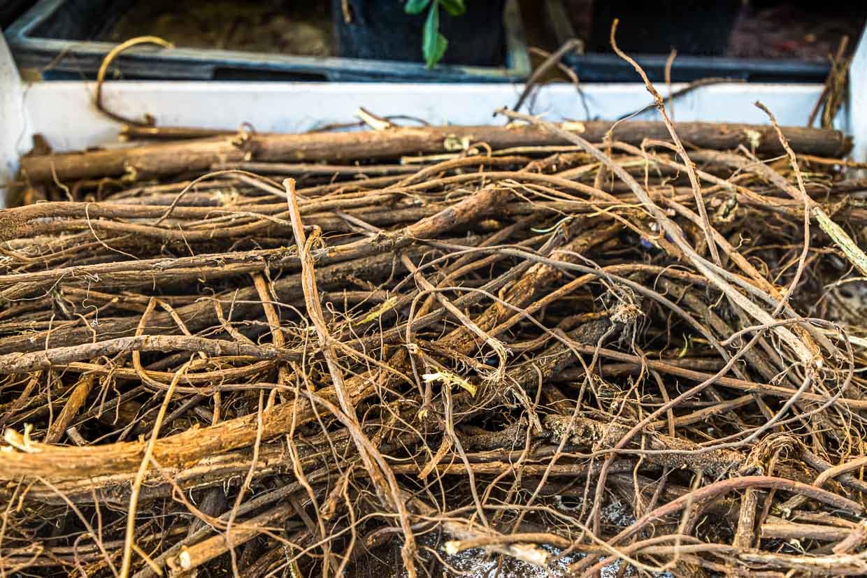 Tangle of licorice roots. Above ground, the licorice is also a shaggy appearance. In the Middle Ages, licorice was very important for Bamberg and was even part of the town's coat of arms / © Photo: Georg Berg