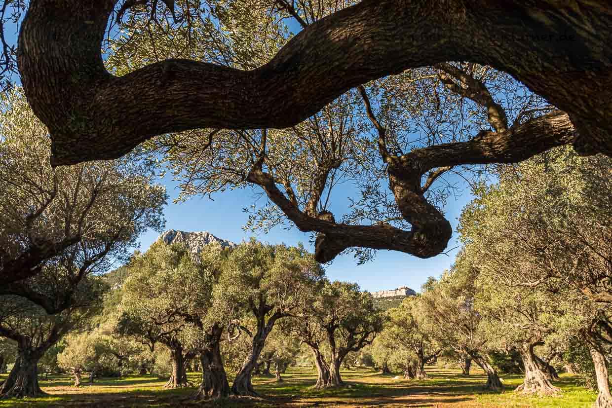 Grove of ancient olive trees "L'Oliveraie de La Farlède". In the shelter of the mountain Mont Coudon, these trees were able to survive the very hard frost in February 1956 / © Photo: Georg Berg
