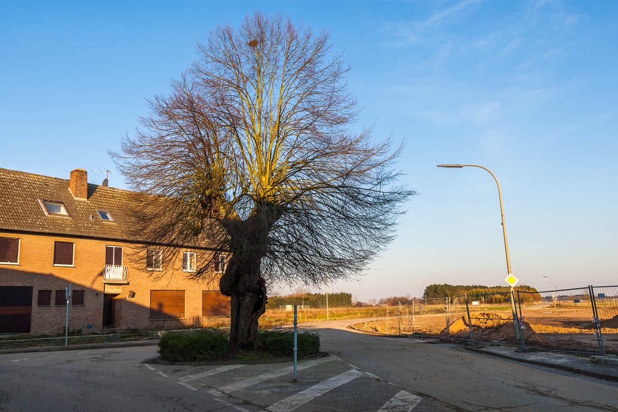 Lengeboom / © Photo: Georg Berg